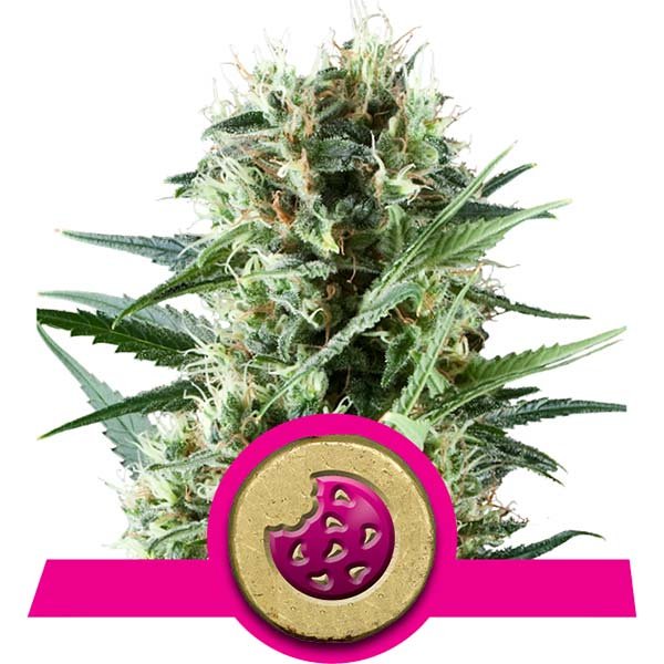 Foto de la variedad Royal Cookies