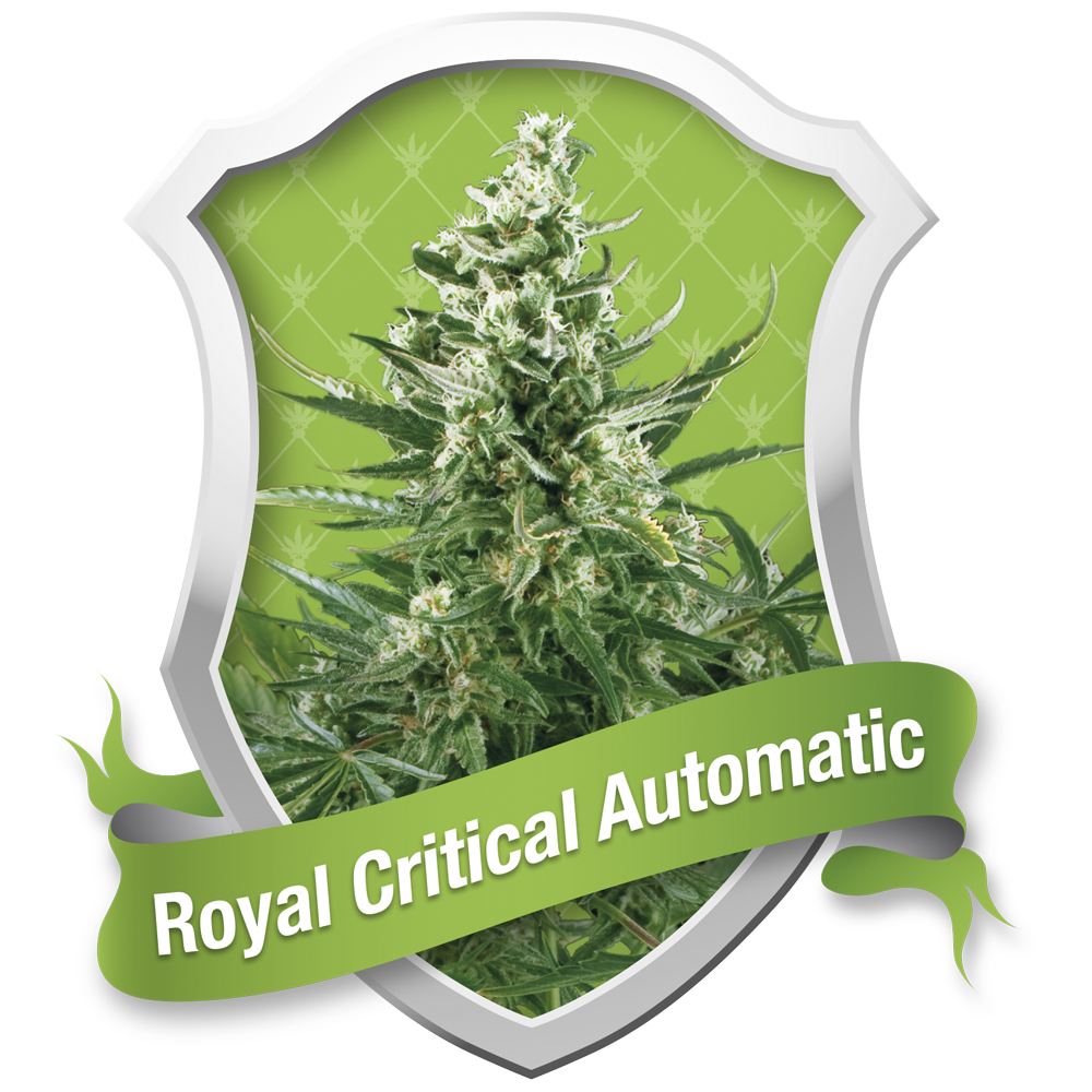 Foto de la variedad Royal Critical Automatic