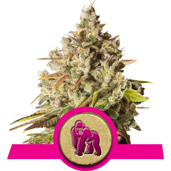 Foto de la variedad Royal Gorilla