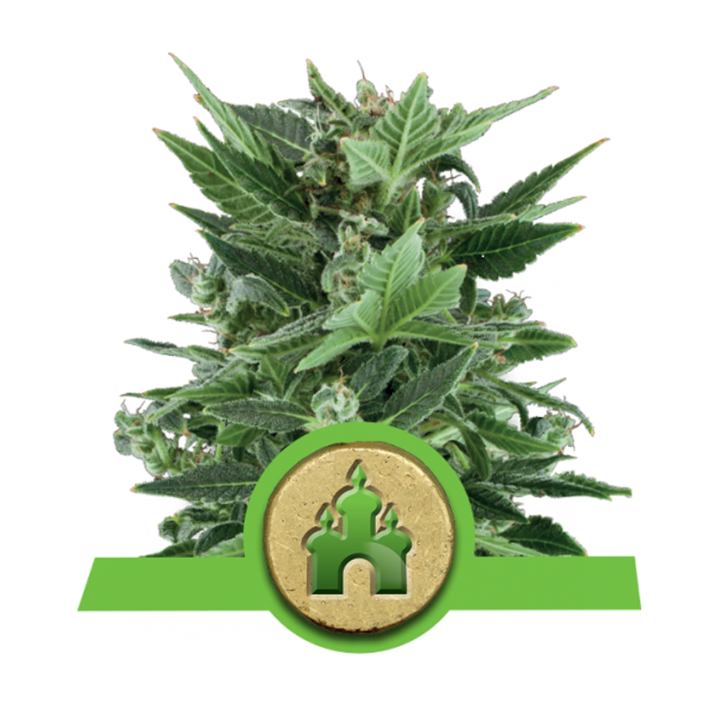Foto de la variedad Royal Kush Automatic