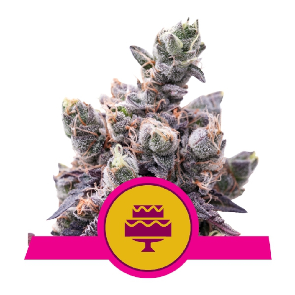 Foto de la variedad Wedding Gelato