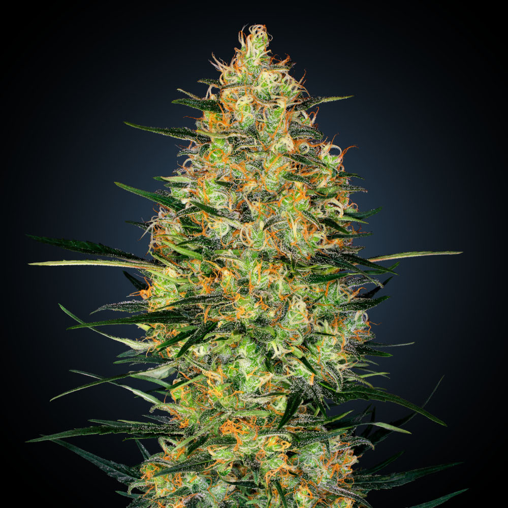Foto de la variedad Caramellow Kush Automatic