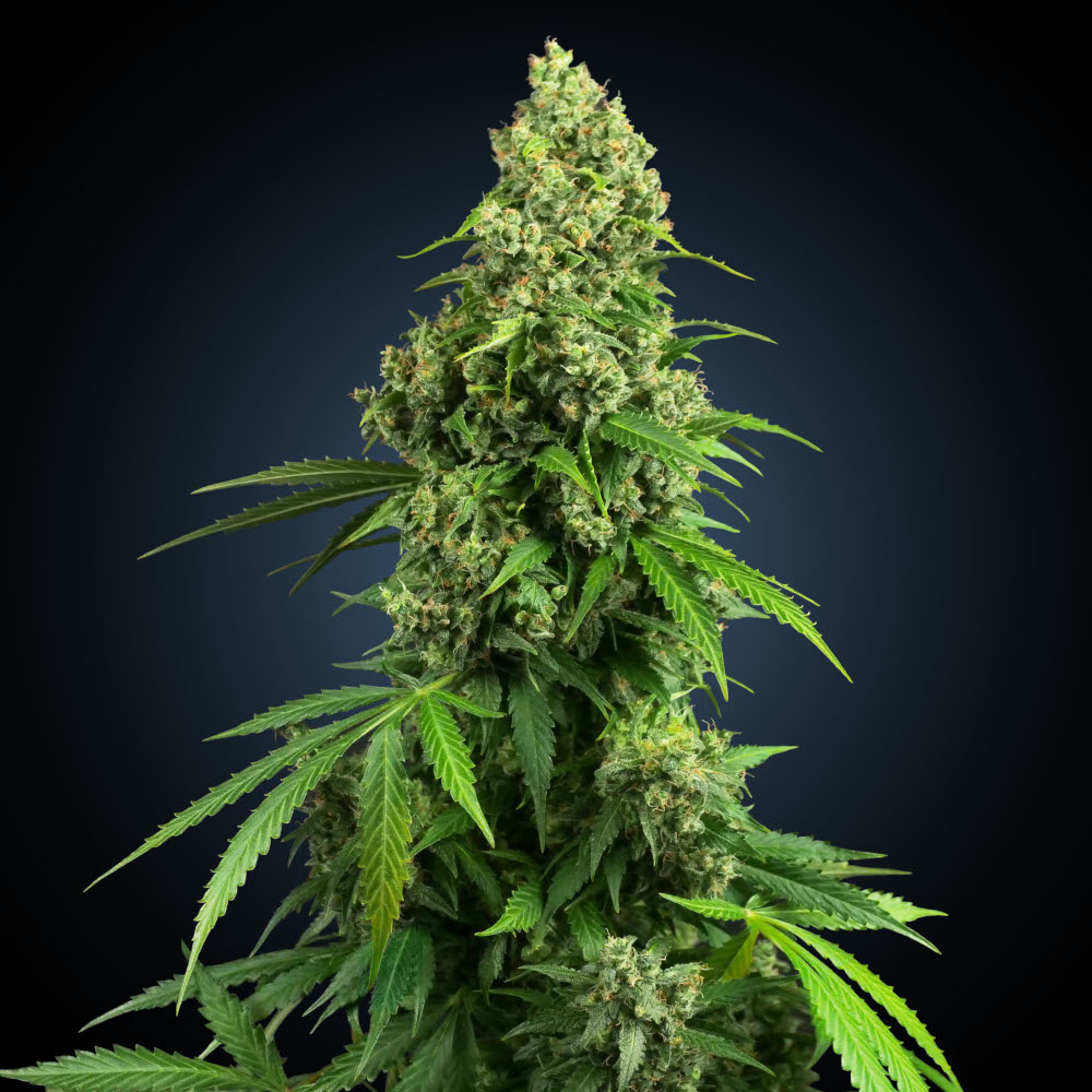 Foto de la variedad Honey Melon Kush Automatic