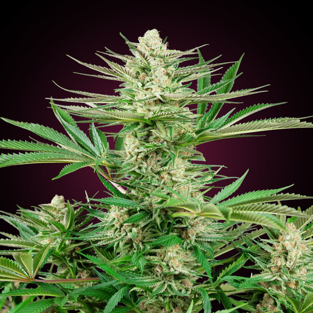 Foto de la variedad Malibu OG Gold