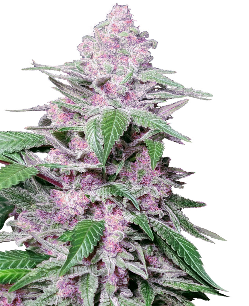 Foto de la variedad Purple Cookie Kush