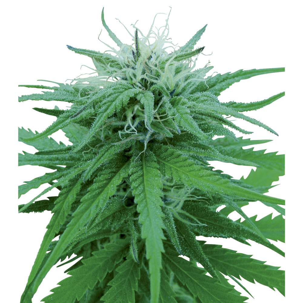 Foto de la variedad Ruderalis Indica