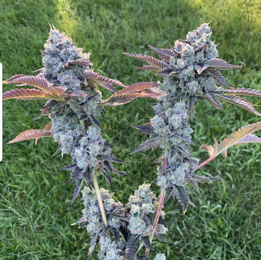 Foto de la variedad Donny Burger