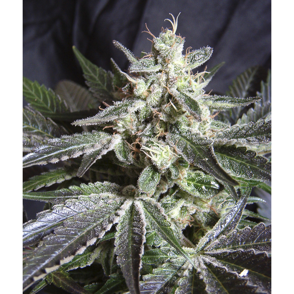 Foto de la variedad Black Jack Auto