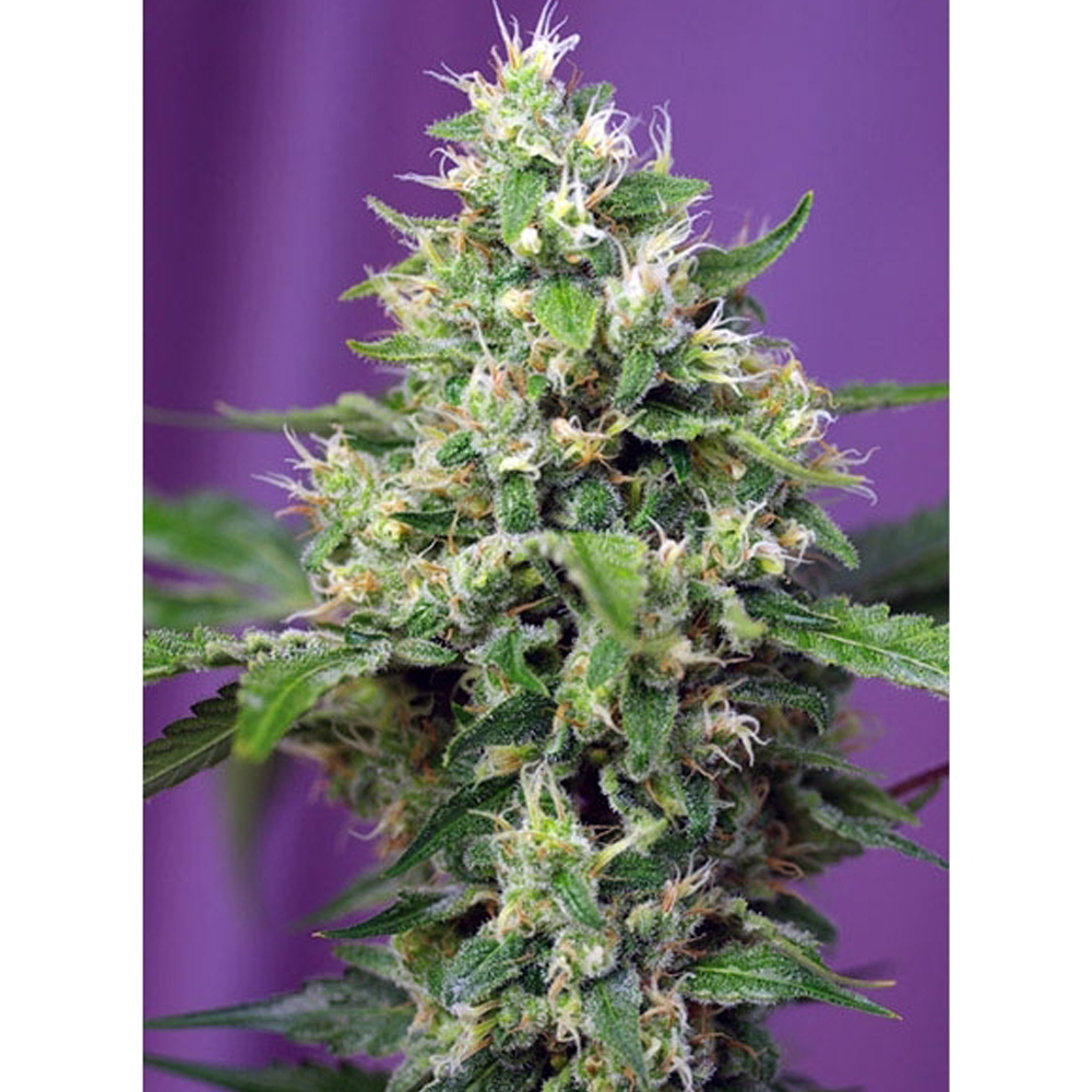 Foto de la variedad Blow Mind Auto