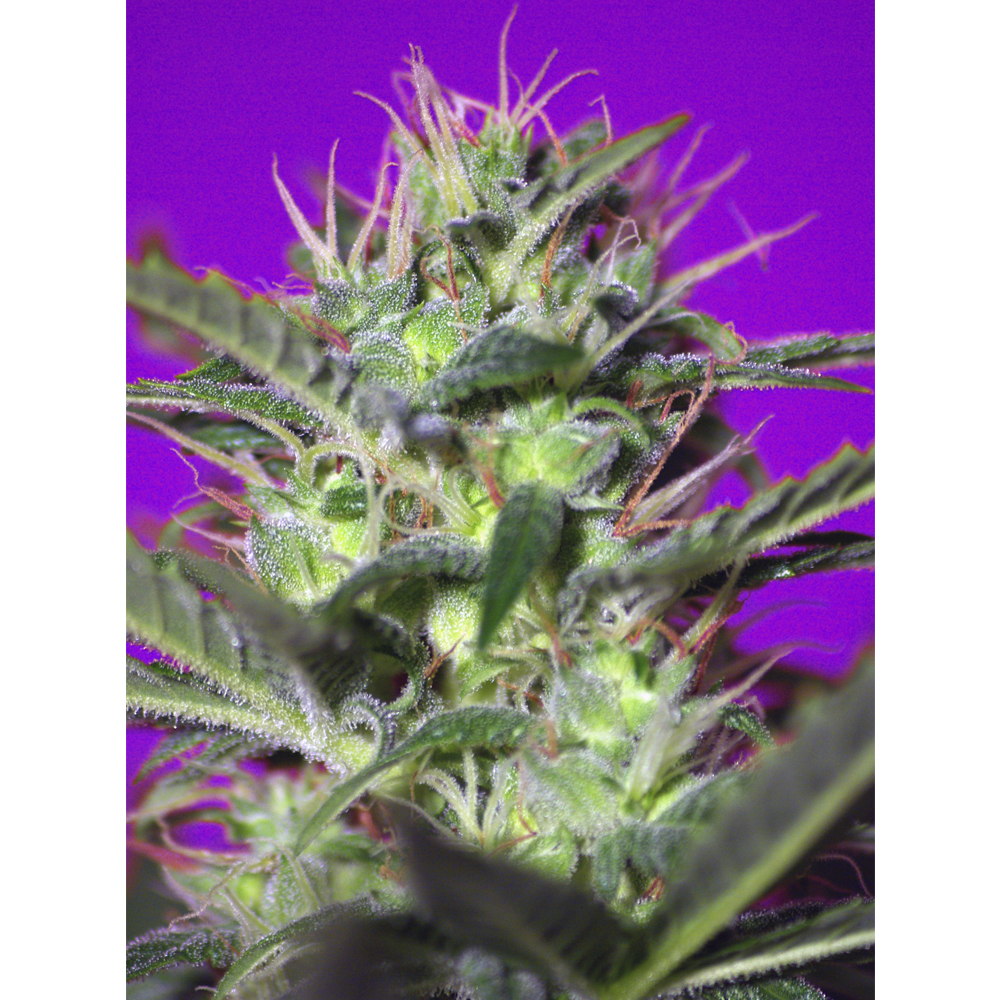 Foto de la variedad Botafumeiros