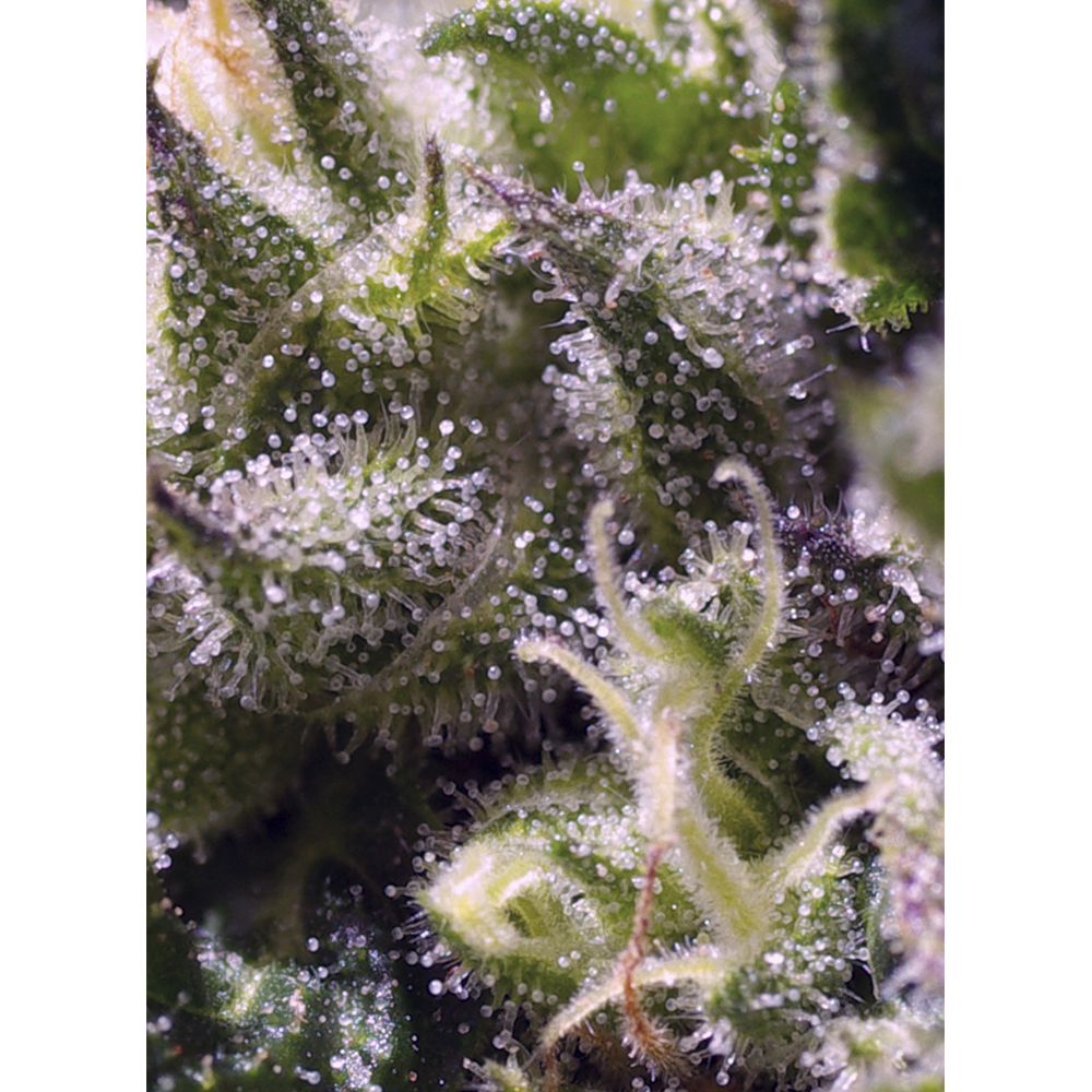 Foto de la variedad Cream Caramel Auto