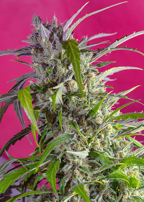 Foto de la variedad Crystal Candy Auto