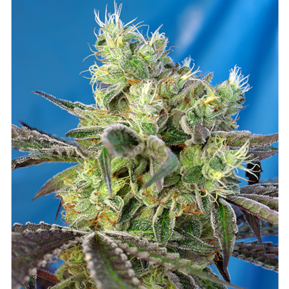 Foto de la variedad Do-Sweet-Dos