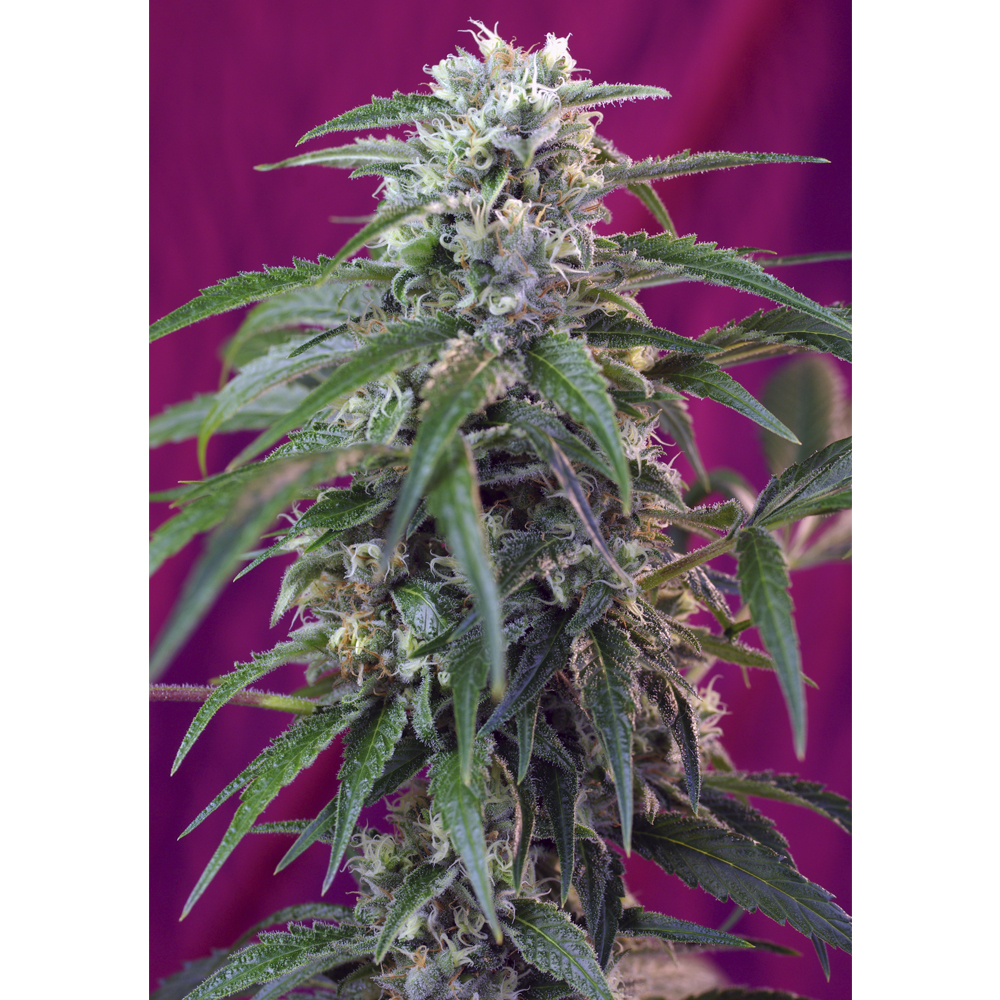 Foto de la variedad Green Poison Auto