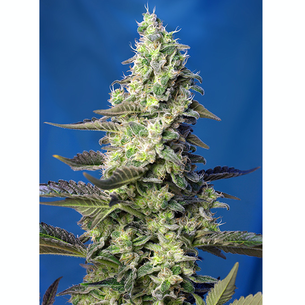 Foto de la variedad Green Poison XL Auto
