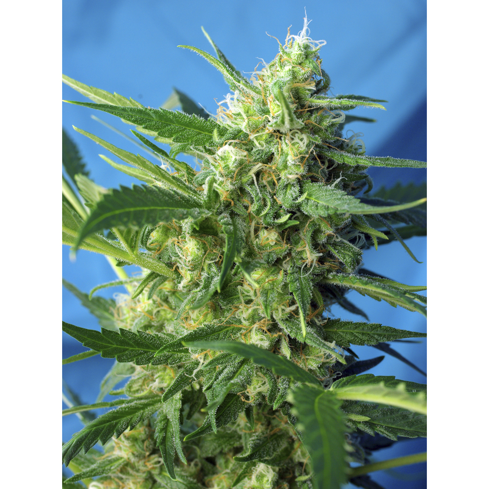 Foto de la variedad Ice Cool Auto