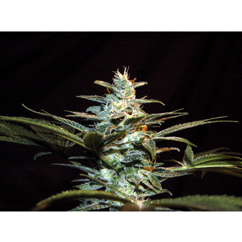 Foto de la variedad Ice Cool