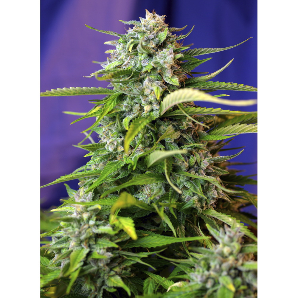 Foto de la variedad Jack 47 Auto