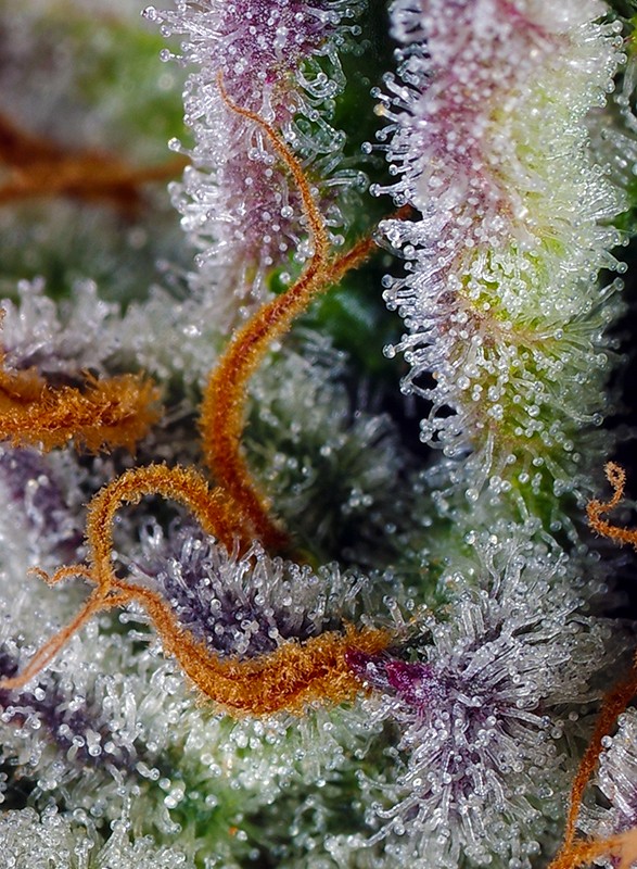 Foto de la variedad Mimosa Bruce Banner XL Auto