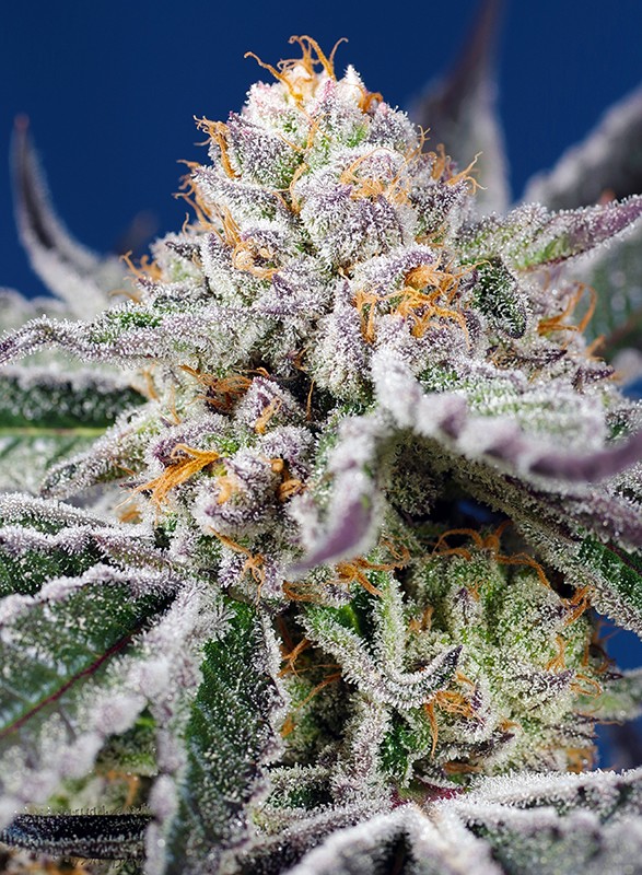 Foto de la variedad Orange Apricot Glue XL Auto