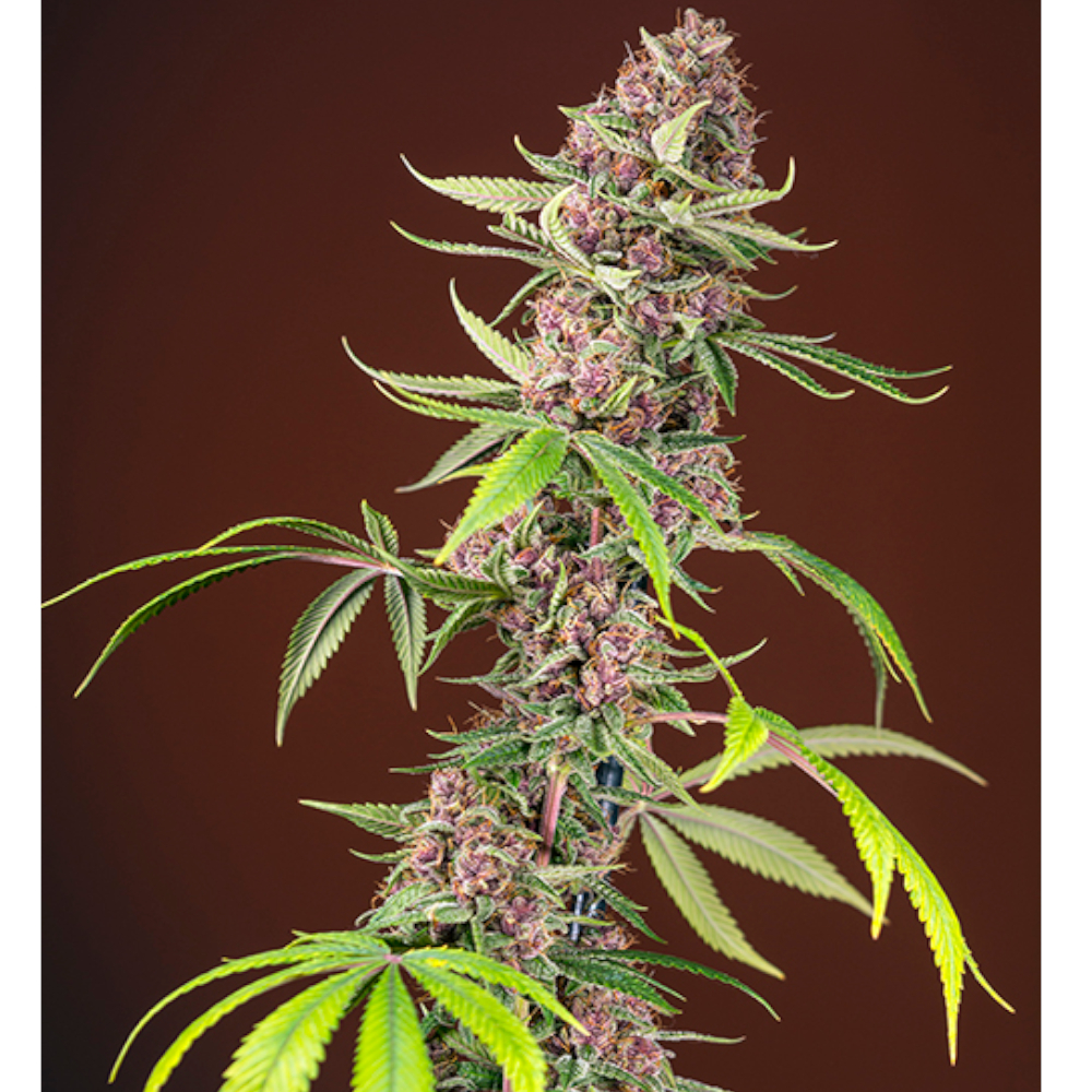 Foto de la variedad Red Mandarine F1 Fast Version