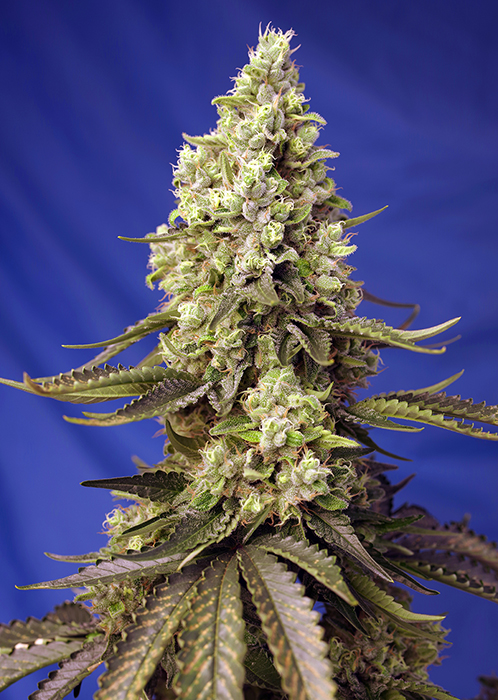 Foto de la variedad Runtz XL Auto