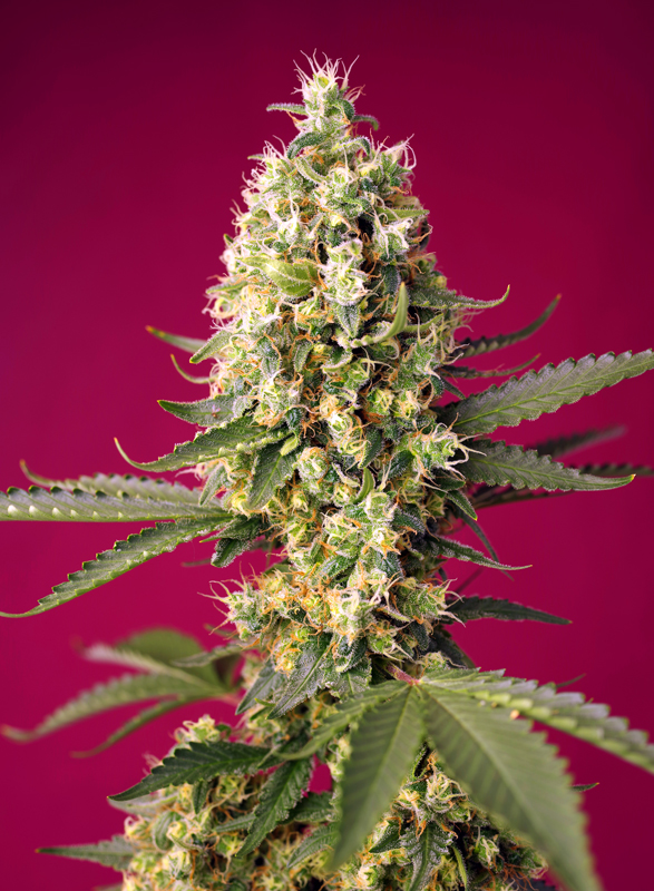 Foto de la variedad Skywalker OG Runtz XL Auto