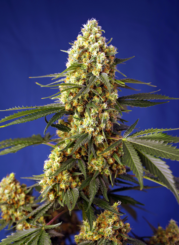 Foto de la variedad Strawberry Banana Gelato XL Auto