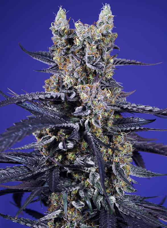 Foto de la variedad Super Boof XL Auto