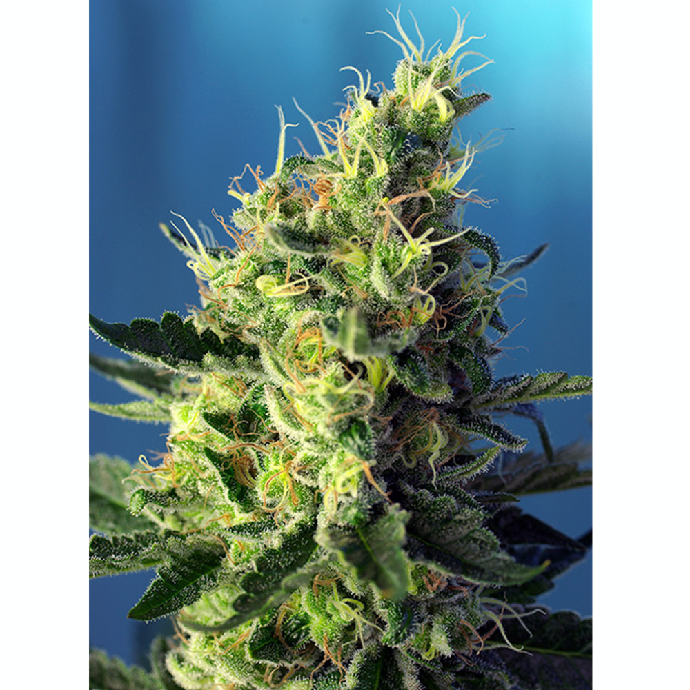 Foto de la variedad Sweet Pure CBD