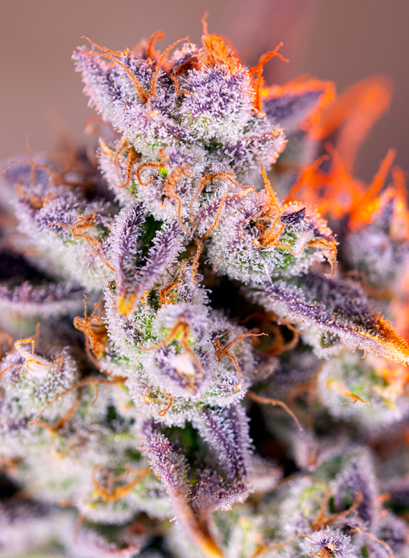 Foto de la variedad Tropicanna Poison XL Auto