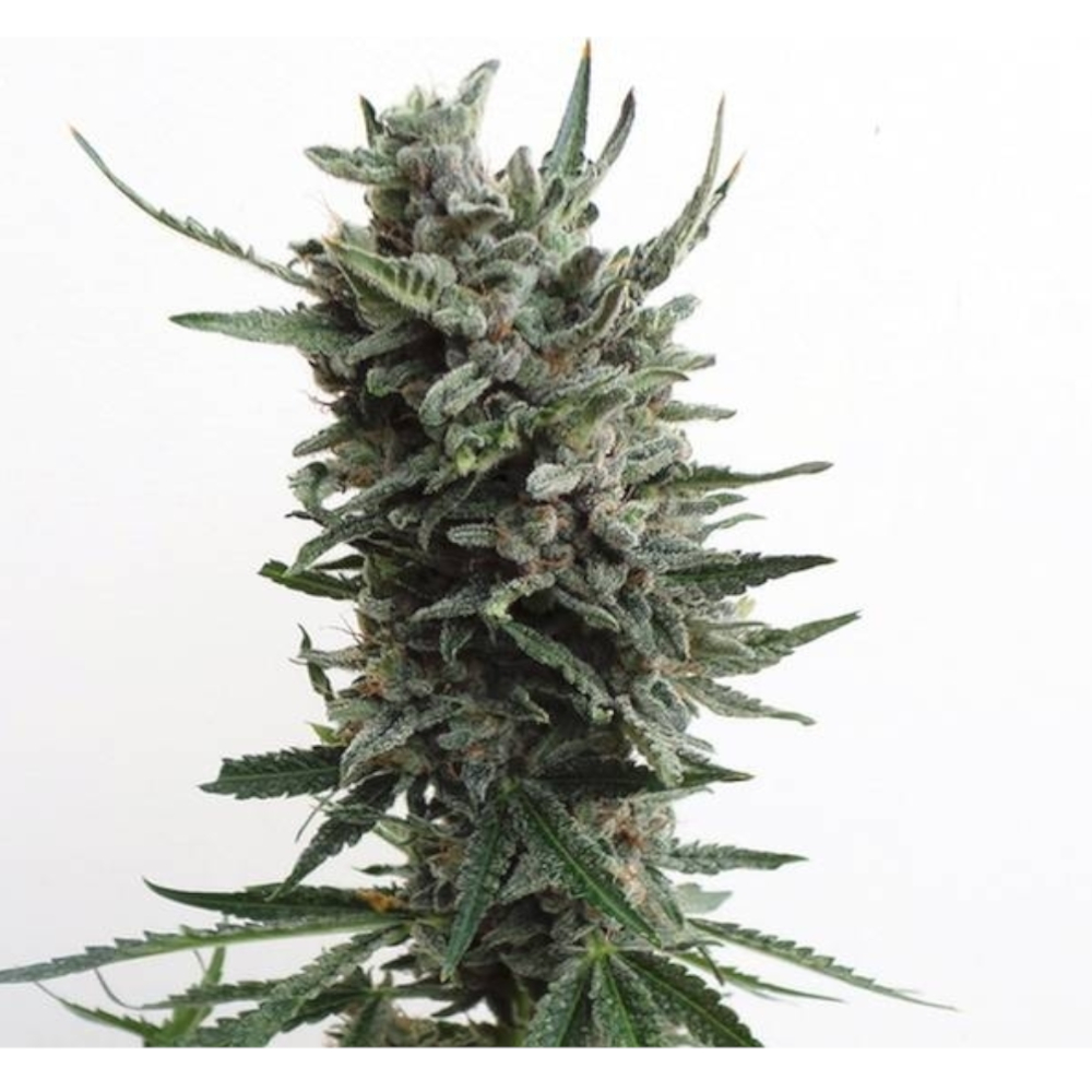 Foto de la variedad Auto Critical Hog