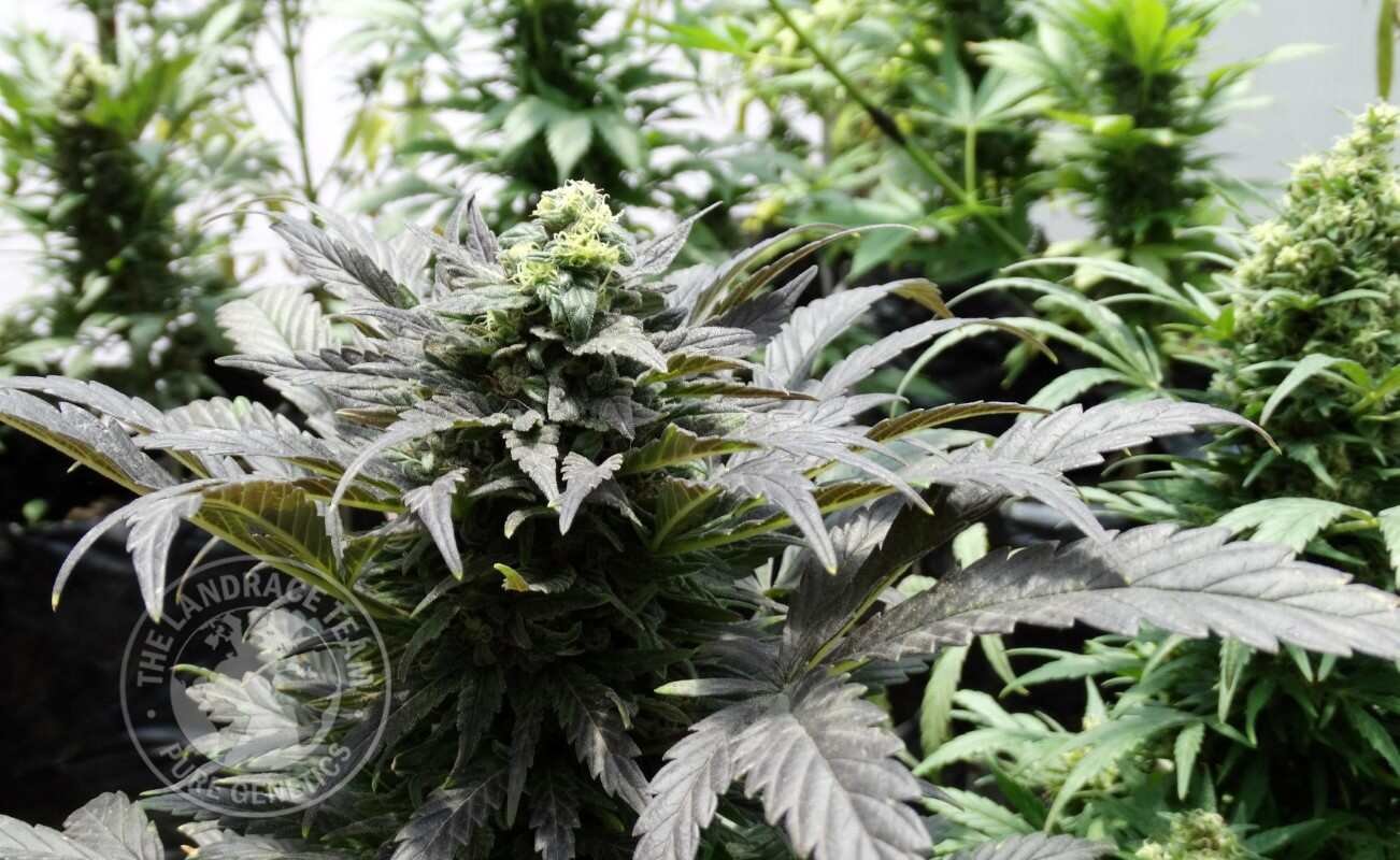 Foto de la variedad Kandahar
