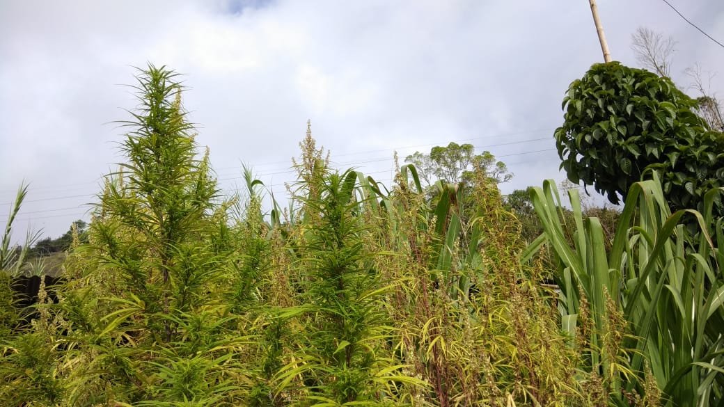 Foto de la variedad Mango Biche
