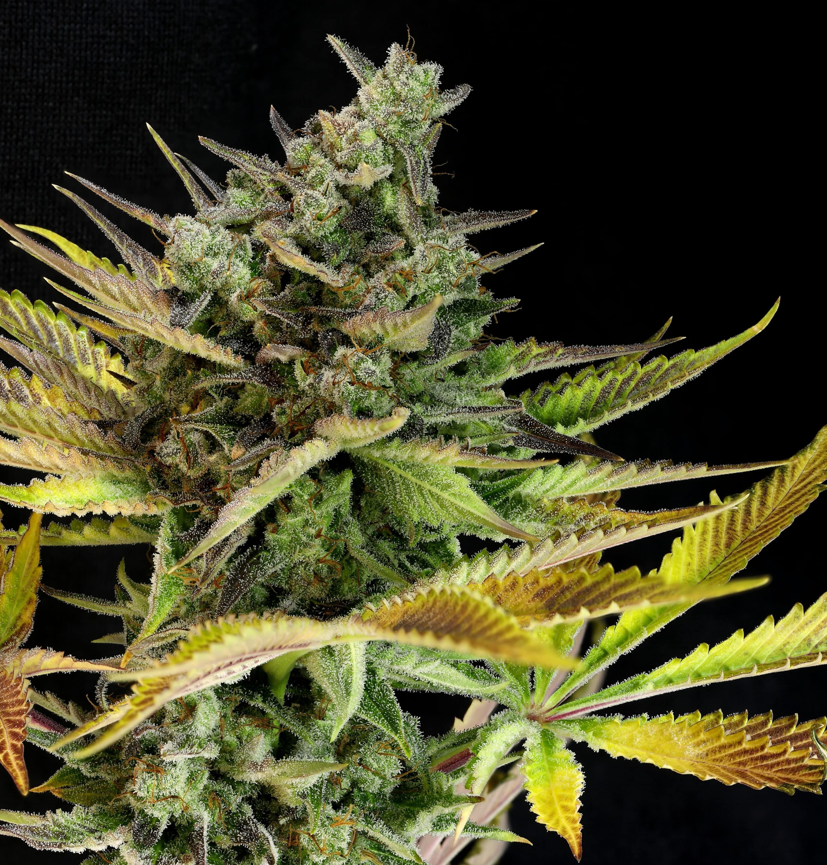 Foto de la variedad AutoWhip!