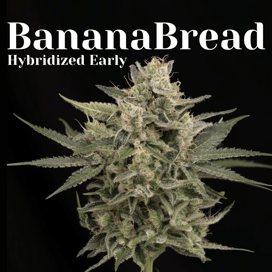 Foto de la variedad BananaBread