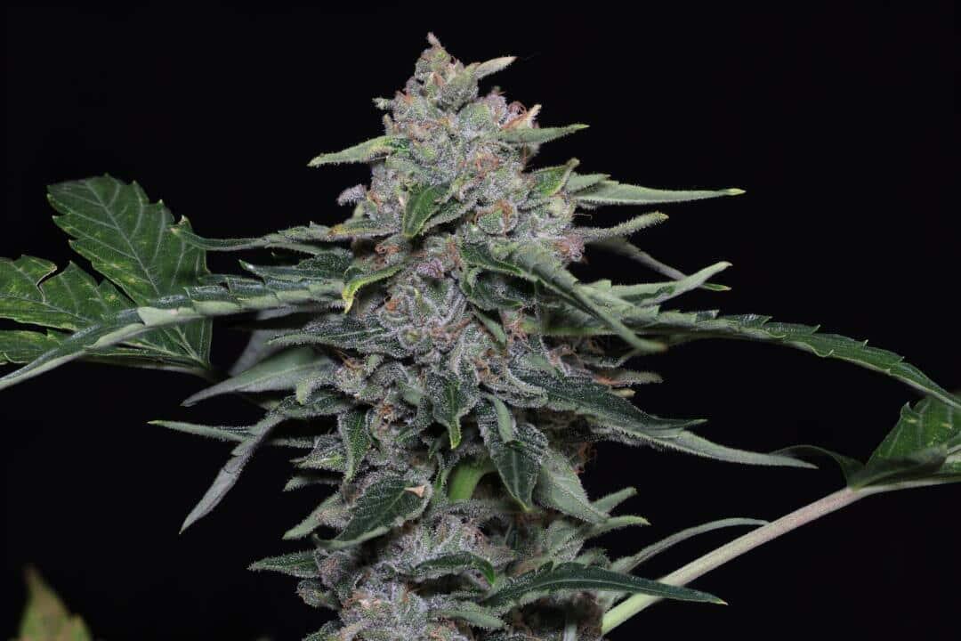 Foto de la variedad Biscauto