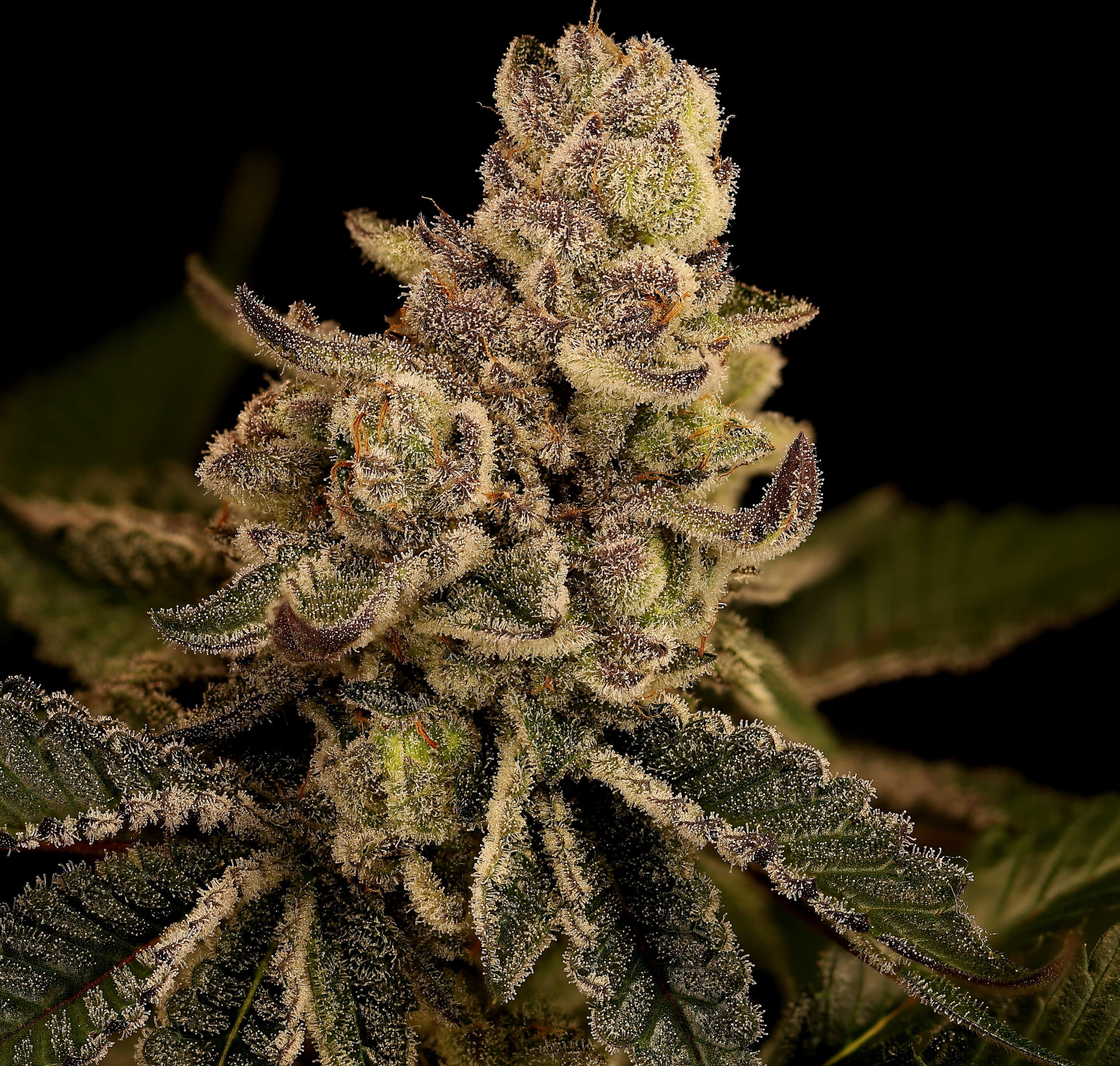 Foto de la variedad Blonde Bomb