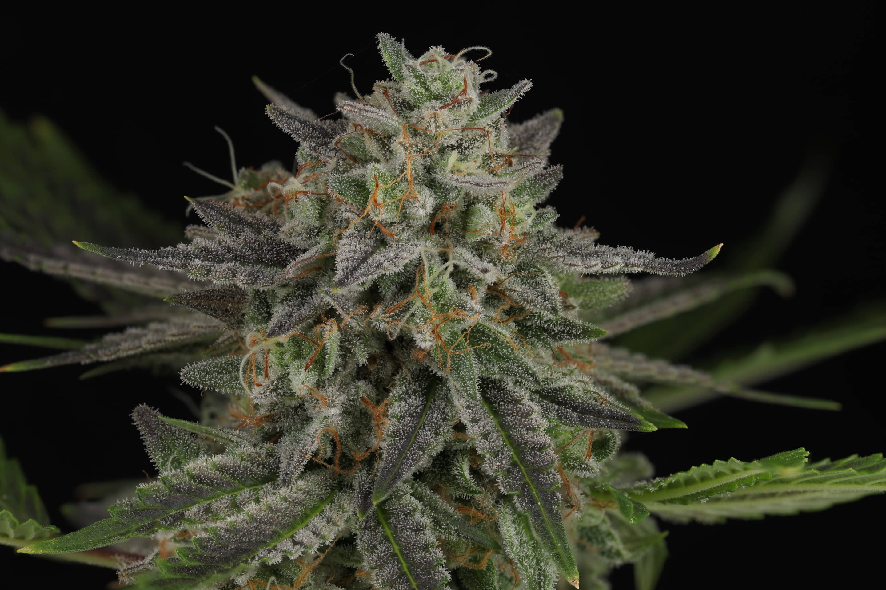 Foto de la variedad Breakfast in Bed