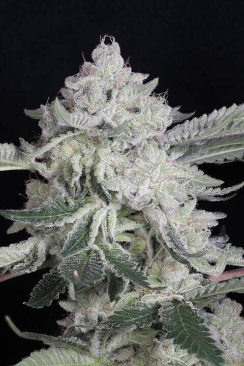 Foto de la variedad Bubbawhip