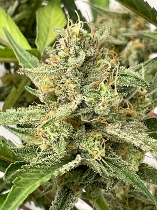 Foto de la variedad Bubble Tricks Auto