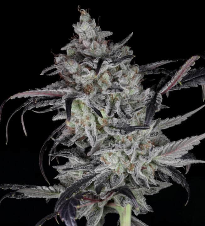 Foto de la variedad Cali Couture