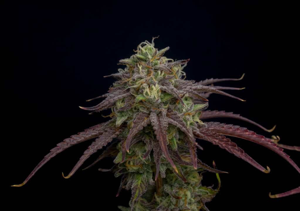 Foto de la variedad Chic-Lit Auto
