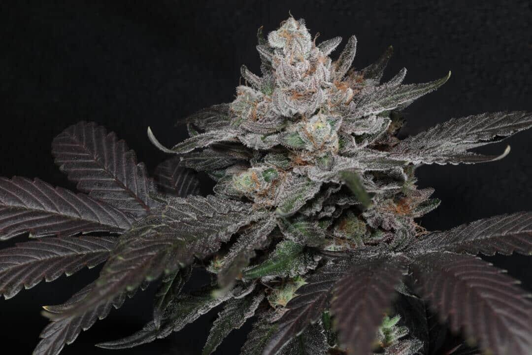 Foto de la variedad Curve Breaker