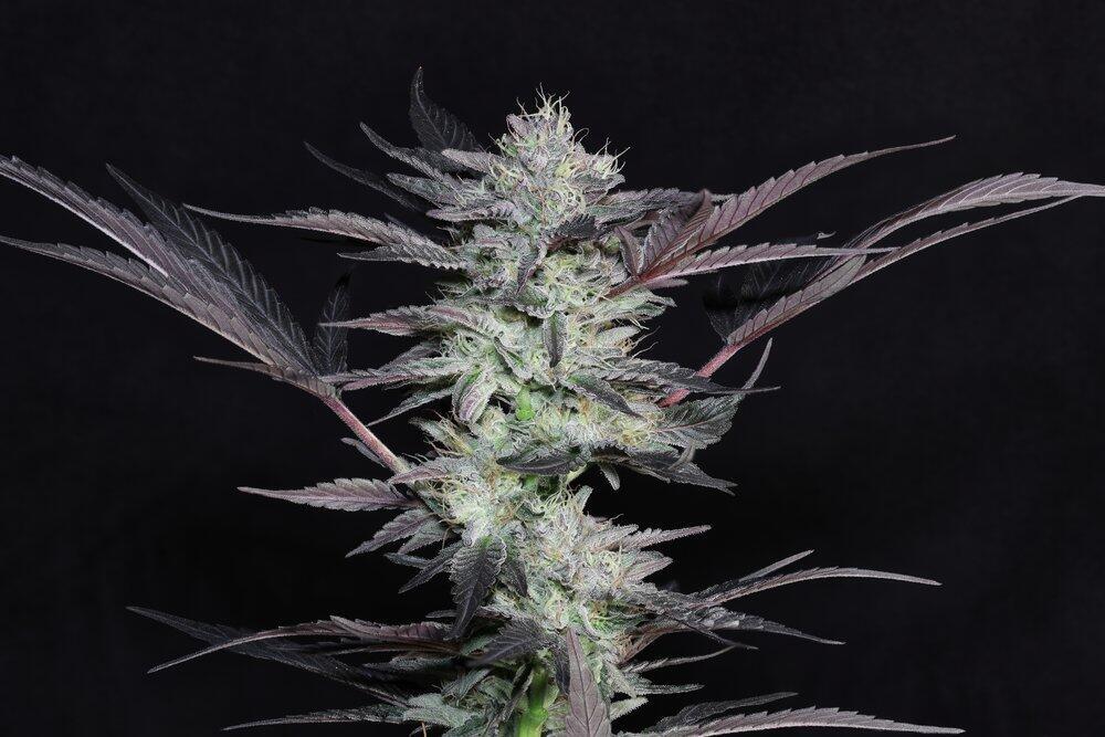 Foto de la variedad Sour StrawburieD