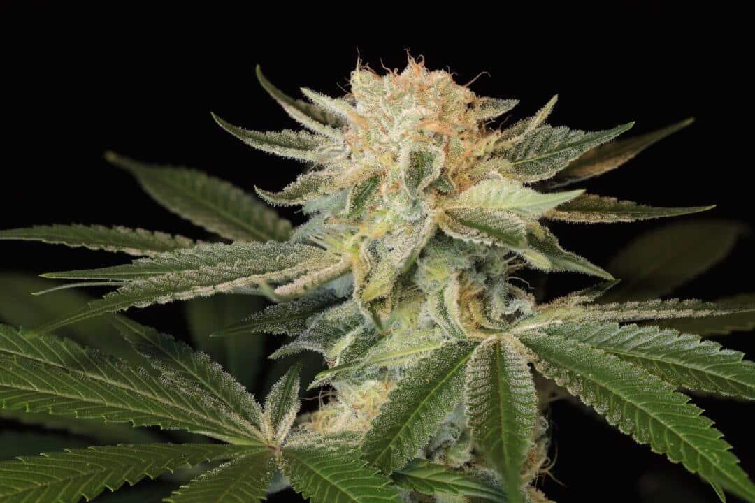 Foto de la variedad Strawberry Blonde