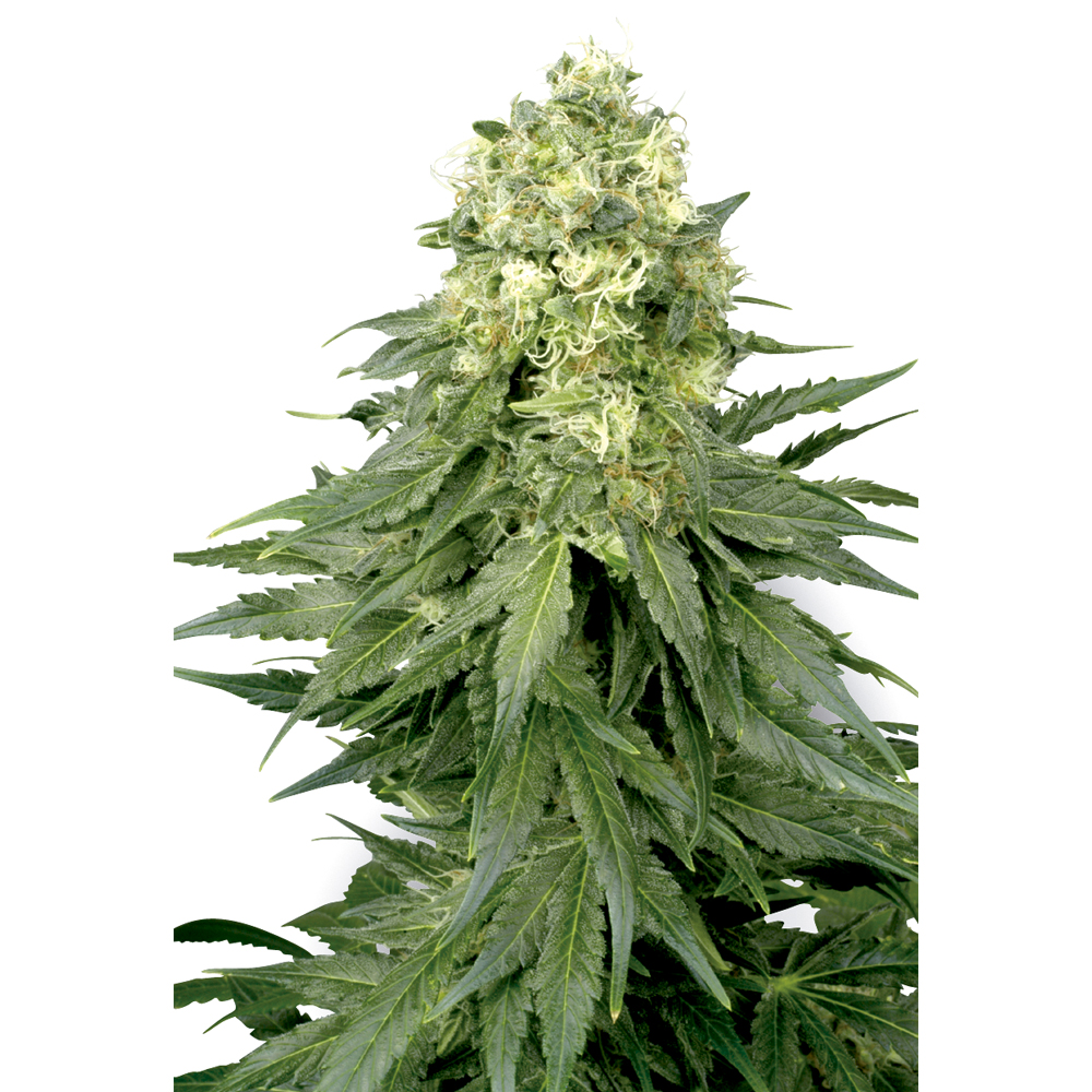Foto de la variedad White Widow Automatic